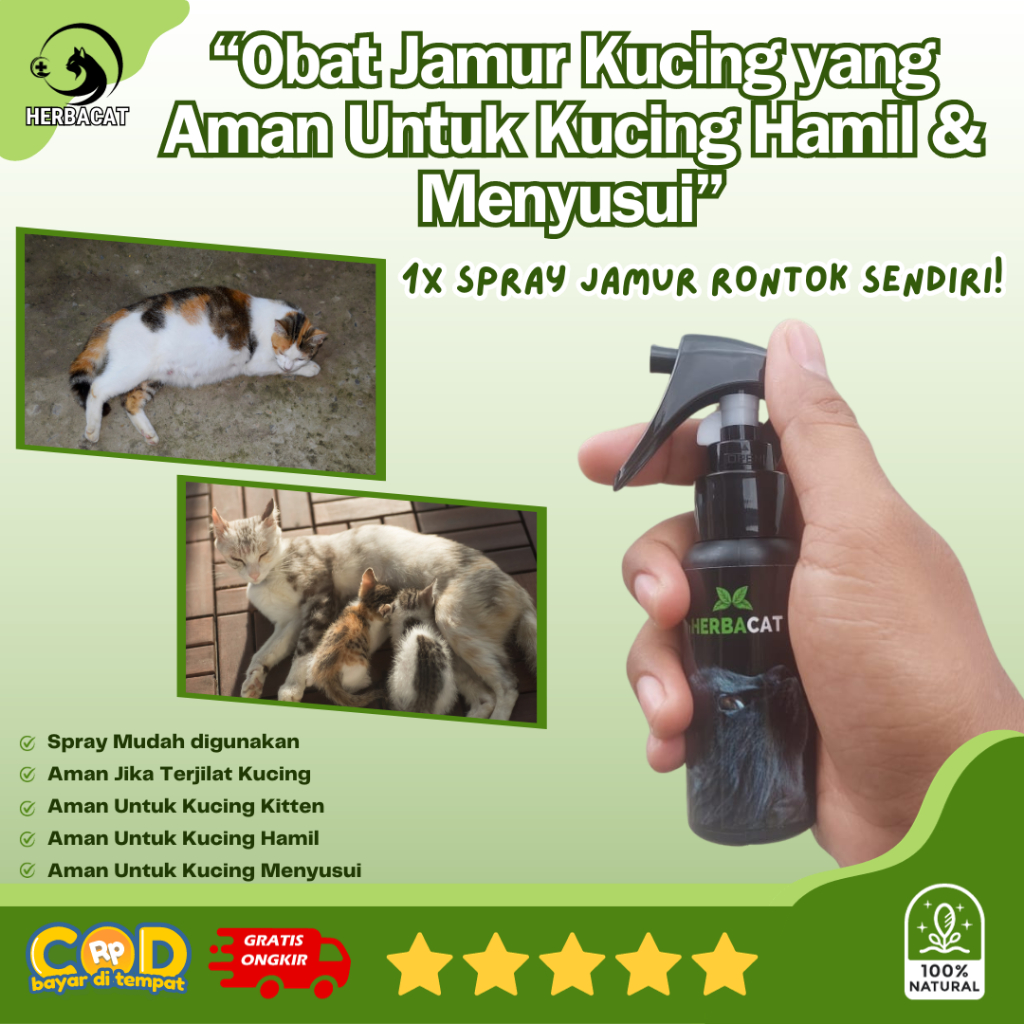 Obat jamur kucing aman untuk kucing hamil dan menyusui ampuh tuntaskan jamur scabies ringworm kulit 