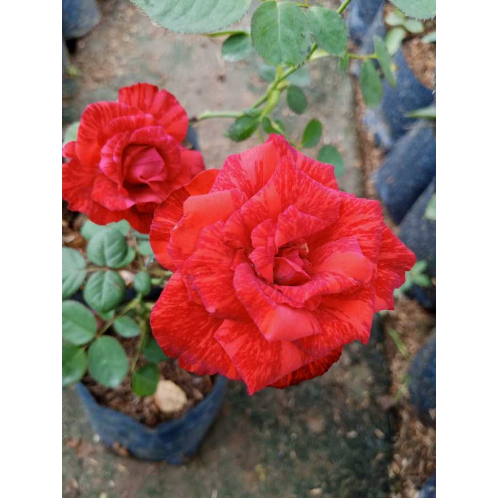 Mawar Holand | Merah Matador | Bunga Jumbo | Cantik & Harum