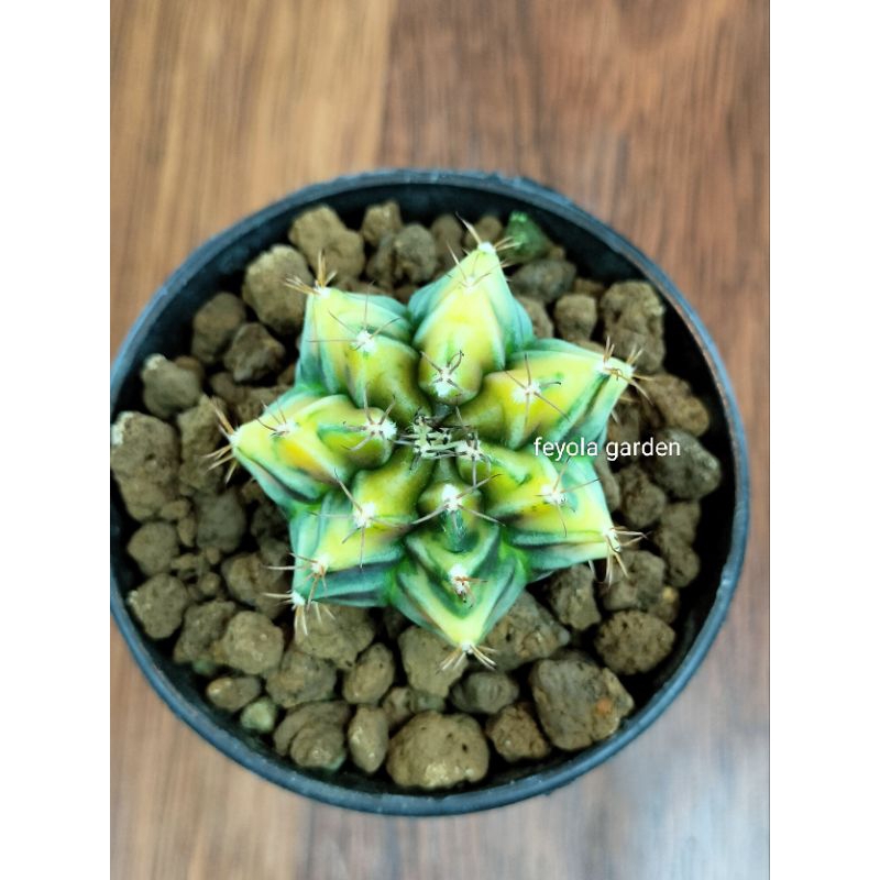 kaktus import id. gymno Rootbeer varigata