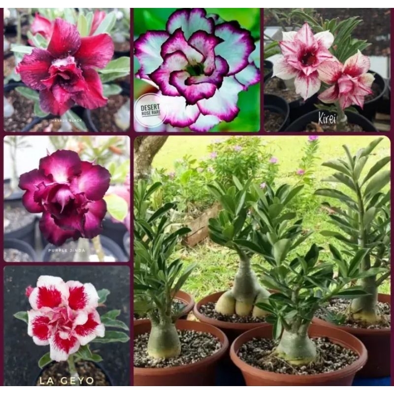 PAKET HEMAT 5 KAMBOJA JEPANG ADENIUM BUNGA TUMPUK ORIGINAL