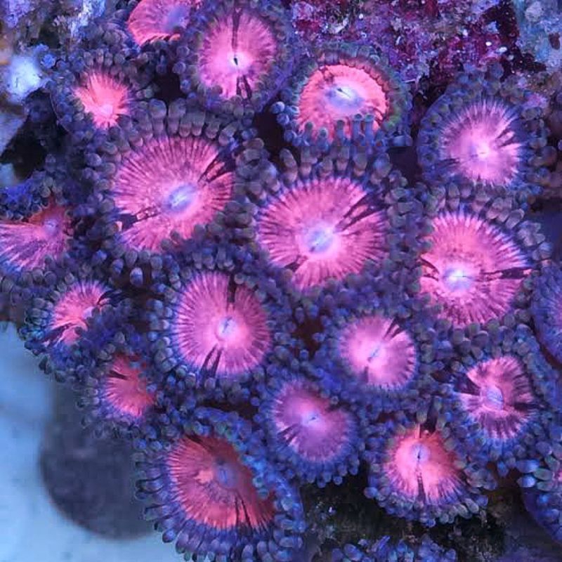 Zoa Pink Koloni