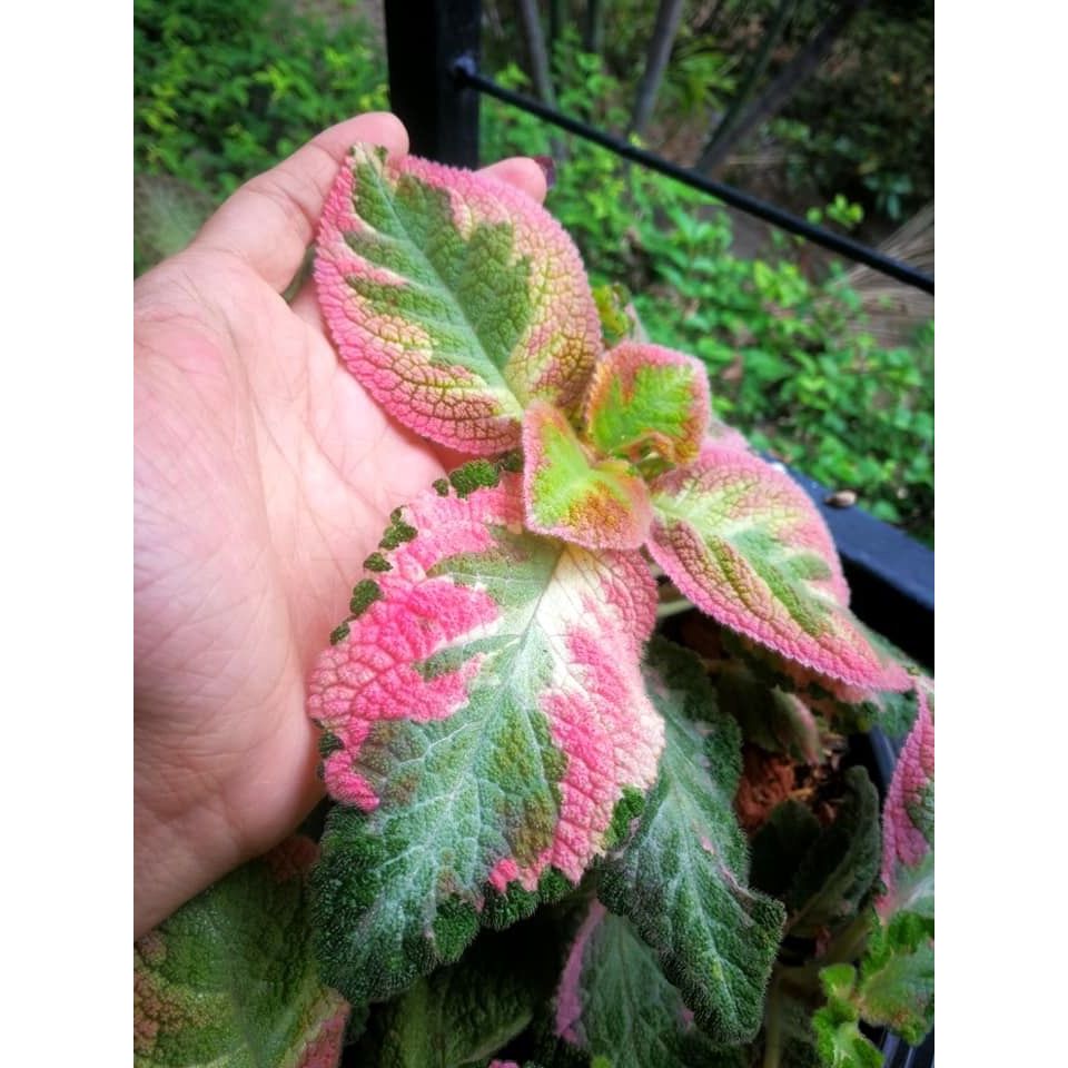 Episcia Picaso Tanaman Hias Episcia Picasso Episcia Import Cantik