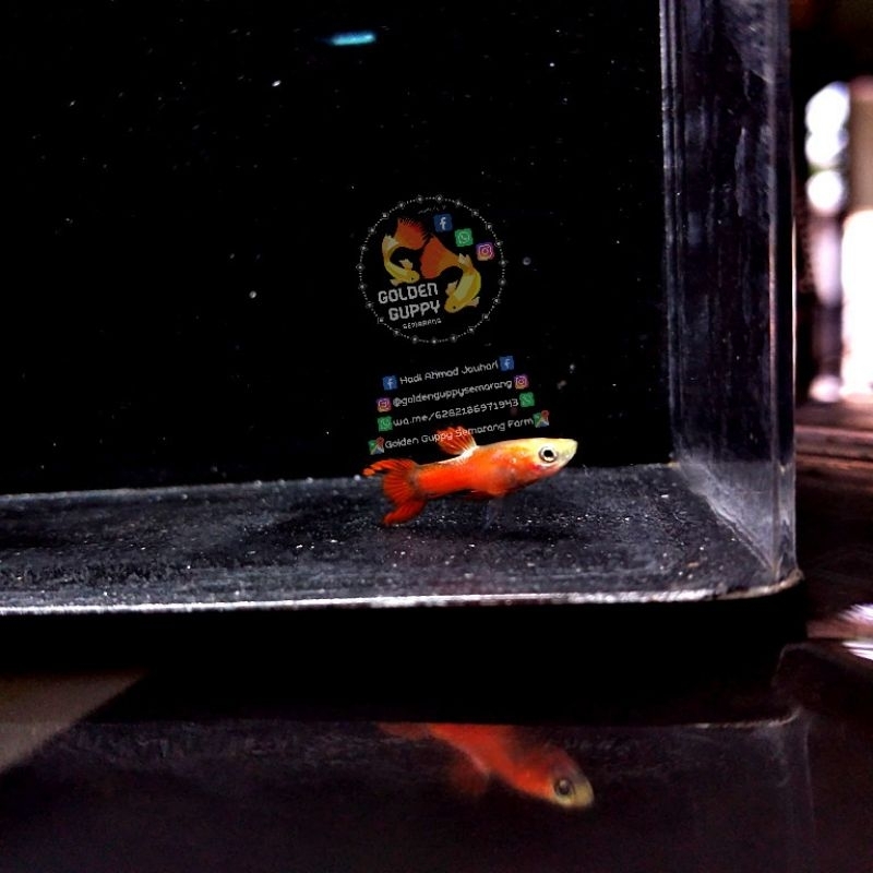 Hiasan aquarium Endler Red Coral Redcoral Red Endler hiasan aquascape ornamen aquarium