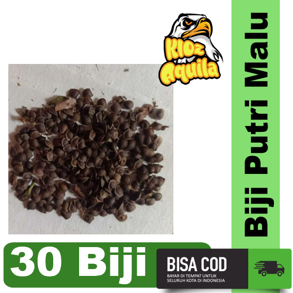 Bibit Putri Malu Per 30 biji
