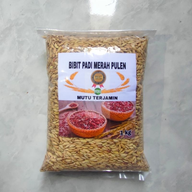 

Jual benih padi beras merah pilihan per 1 kg