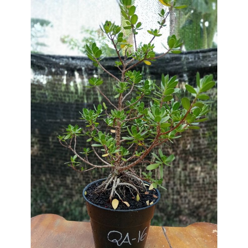 QA-16, SANTIGI KARANG DAUN MAWAR ORIGINAL SEMAI BIJI