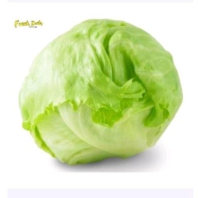 

lettuce segar / lettuce ice berg