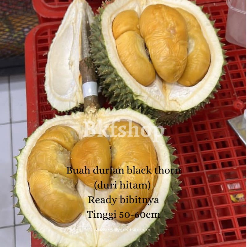 BIBIT DURIAN DURI HITAM KAKI 3 Bibit durian black thorn