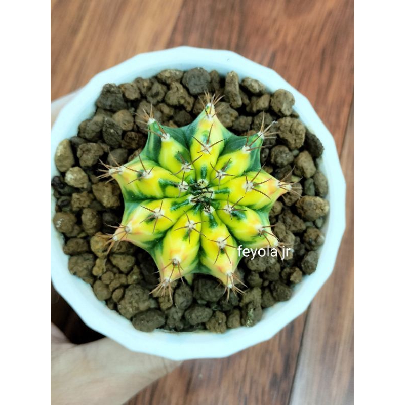 kaktus mini hidup kaktus import id gymno multicolour B
