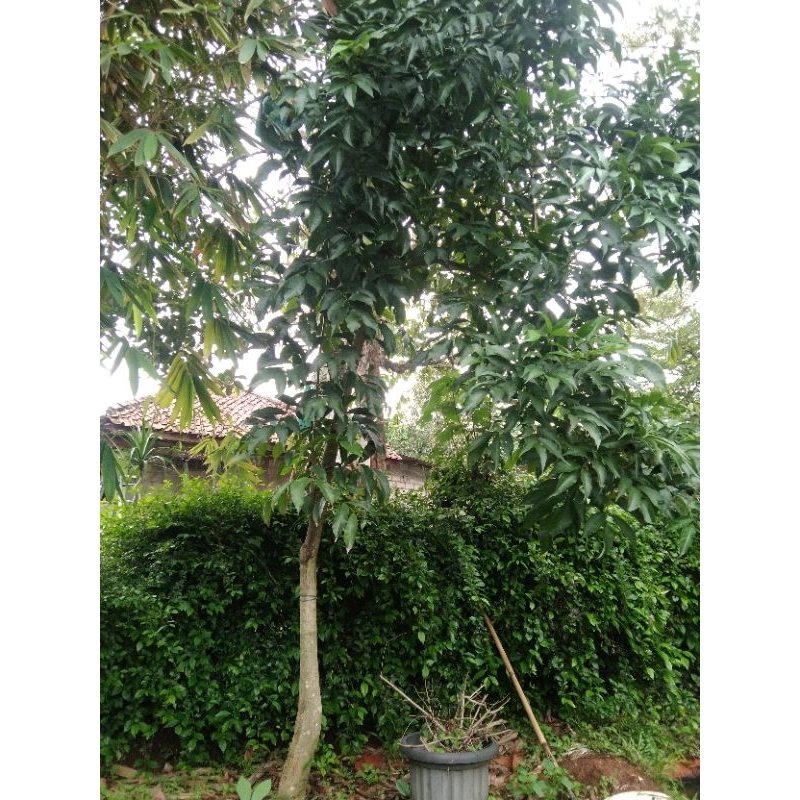 pohon tabebuya bunga ungu batang besar