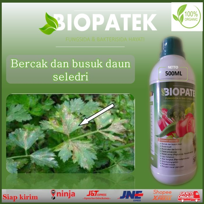 pupuk ampuh atasi bercak dan busuk daun seledri pupuk organik biopatek fungsida dan bakterisida haya