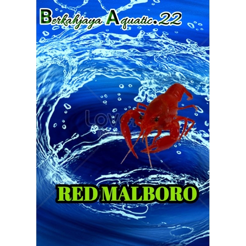 HIASAN Lobster hias air tawar