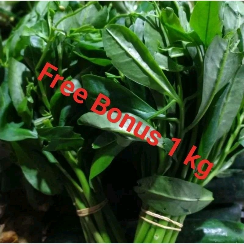 

Daun Ginseng Per Ikt + Gratis Bonus