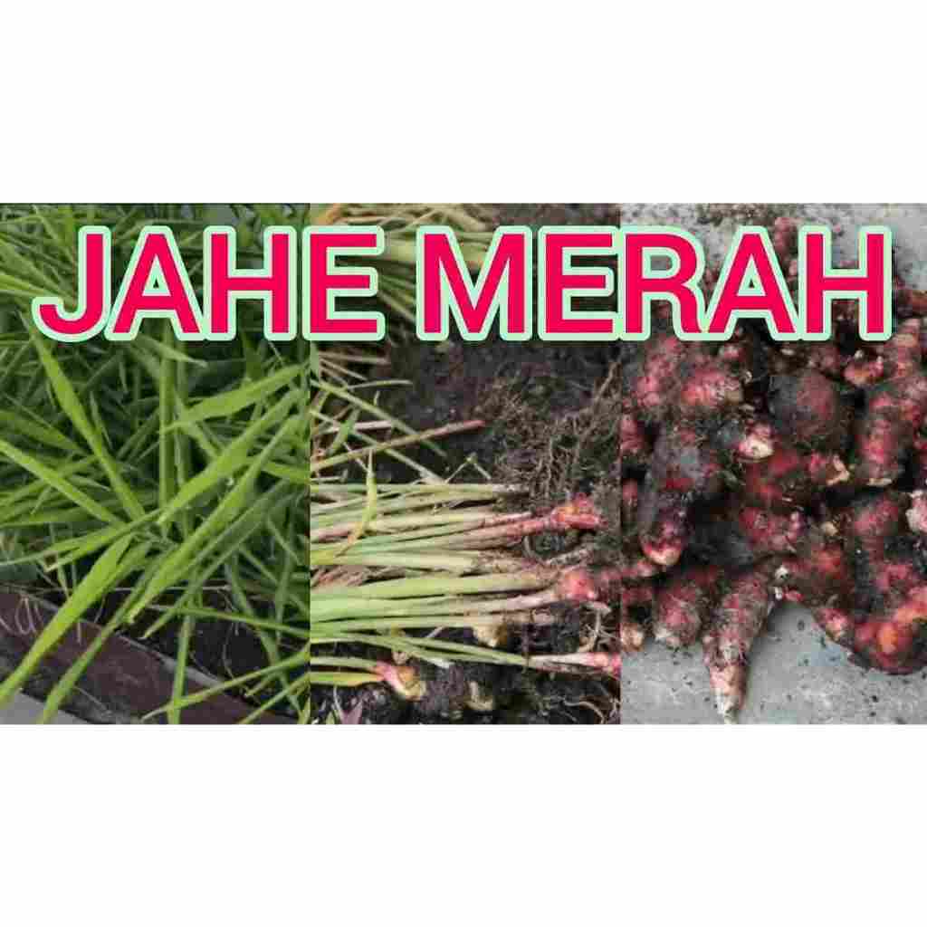 Pohon Jahe Merah | Cepat Berbuah | Berbuah Di Dalam Pot | Termurah