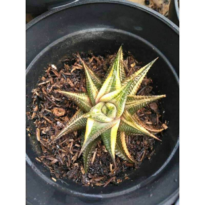 haworthia limifolia variegata