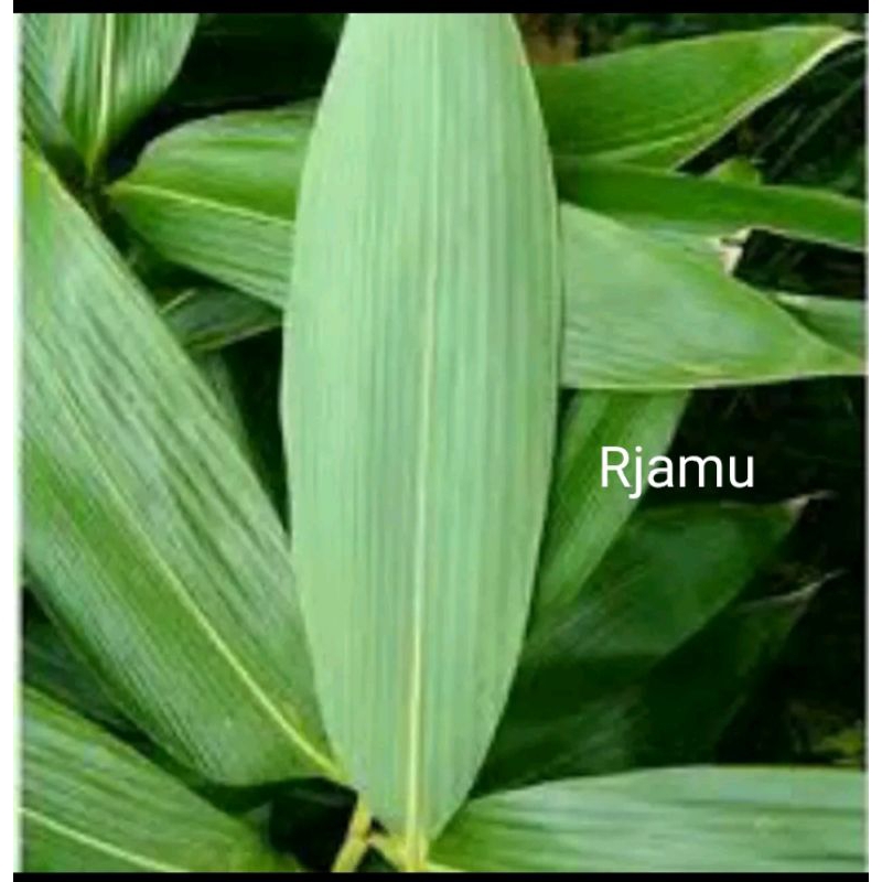 

Daun Bambu Segar 100lembar