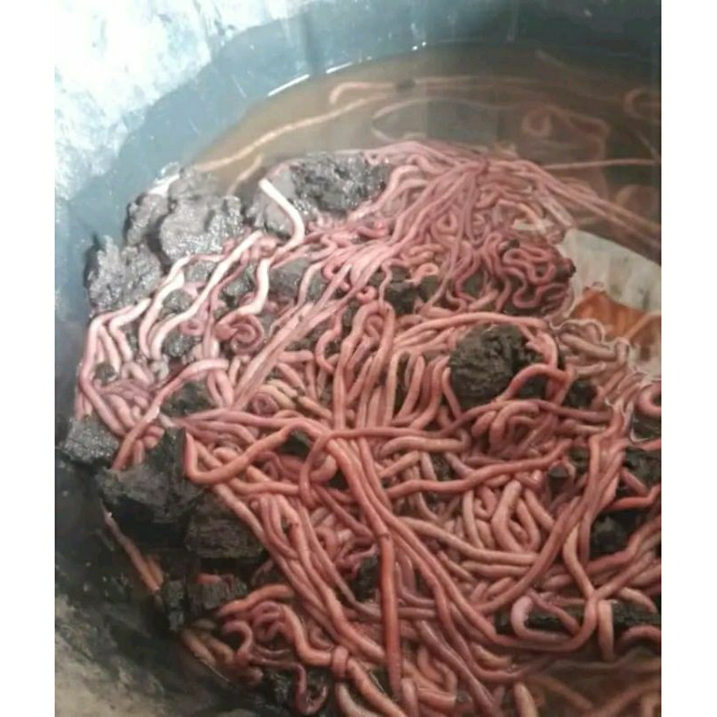 UMPAN PANCING - MUARA & LAUT ( CACING NIPAH GRADE B)