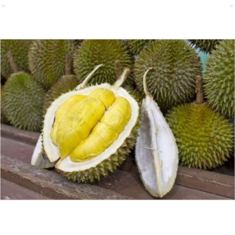 

Buah durian lokal segar 1 buah buah duren asli sukabumi