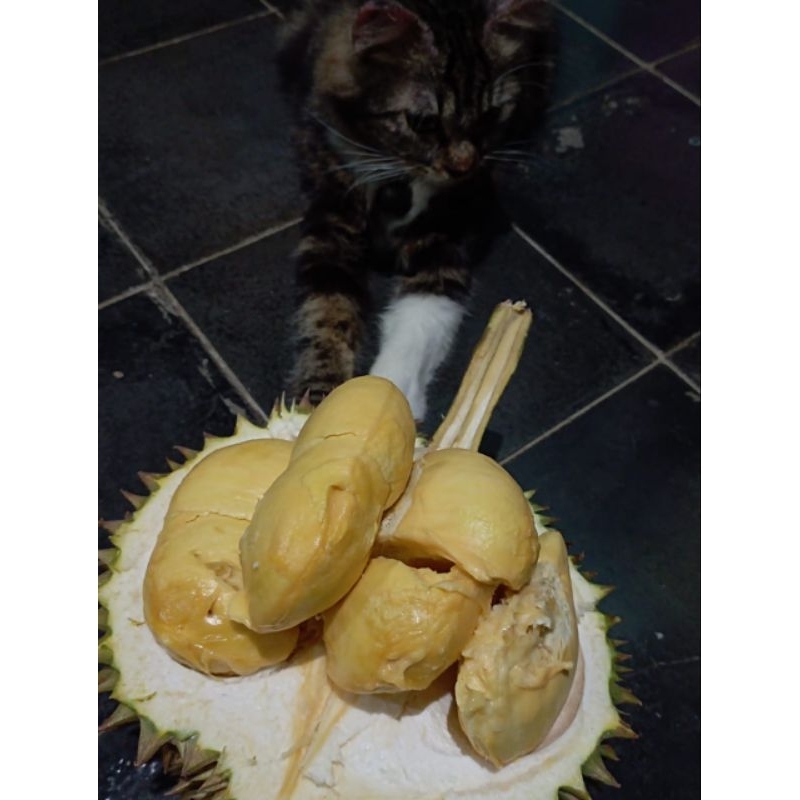 

Durian Bawor Banyumas