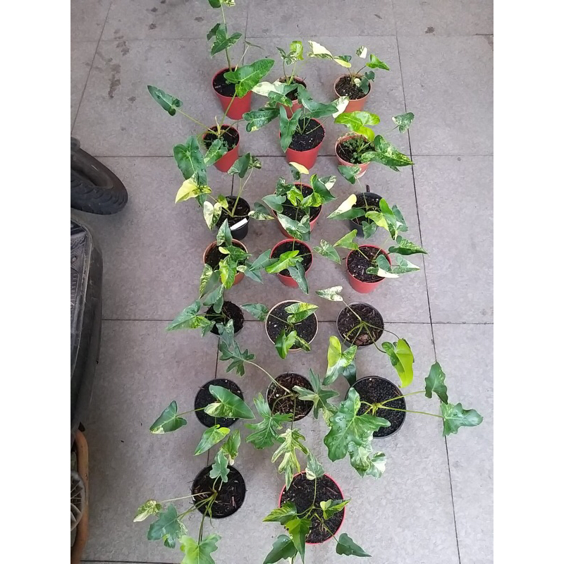 thaumatophylum williamsii varigata