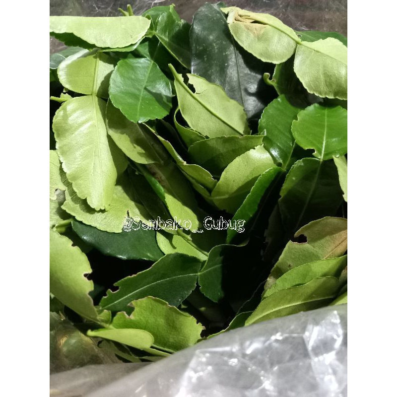 

DAUN JERUK SEGAR MURAH UNTUK BUMBU MASAK 250 GR