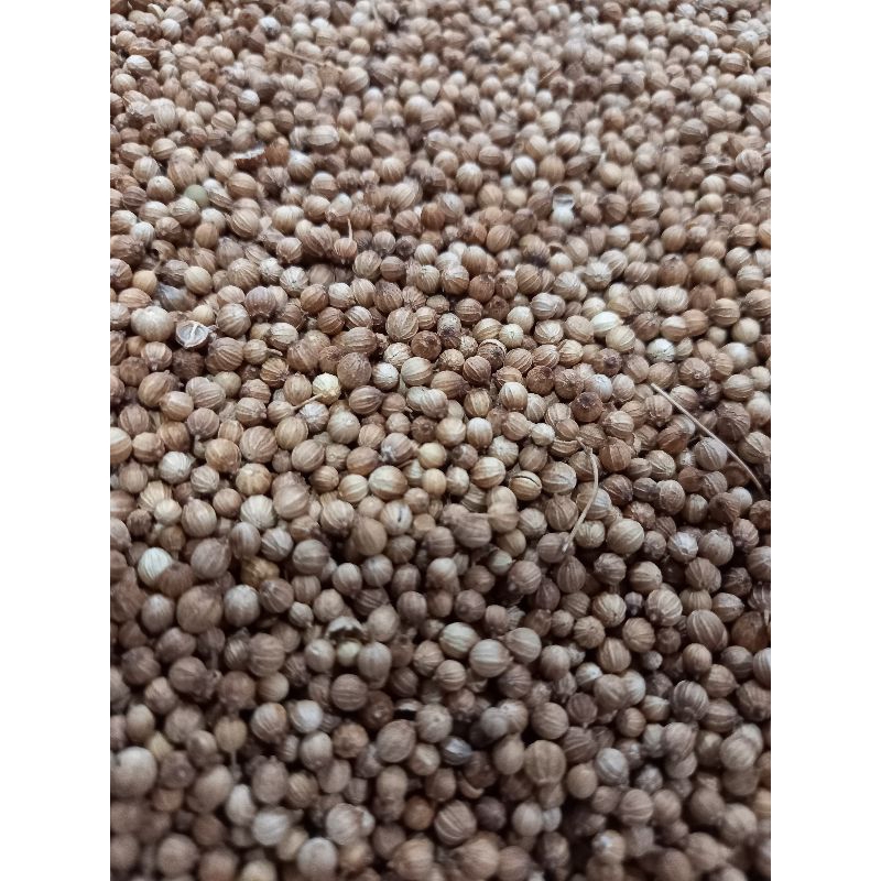 

KETUMBAR BUTIR SUPER 100 GR/ALAMI TANPA PEMUTIH