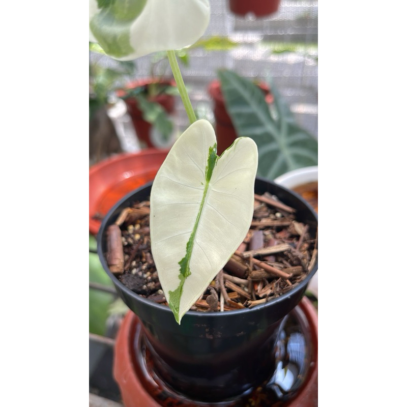 Alocasia Frydek Variegata