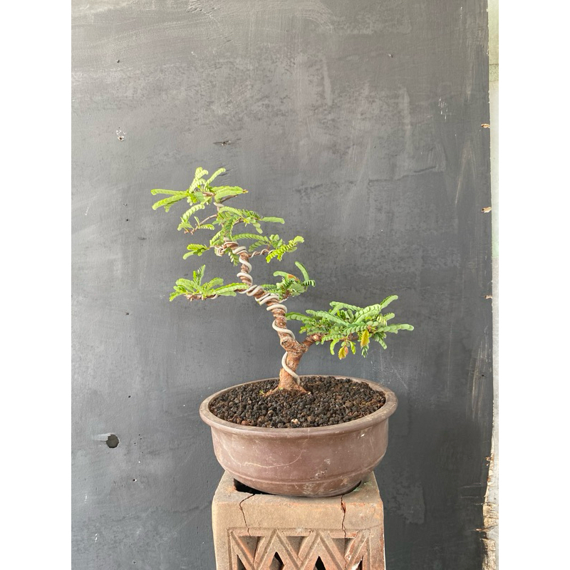 Bonsai asem jawa