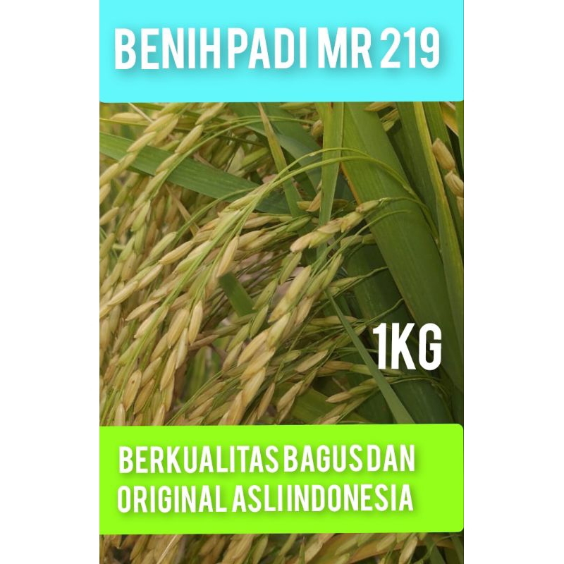 BENIH PADI MR 219