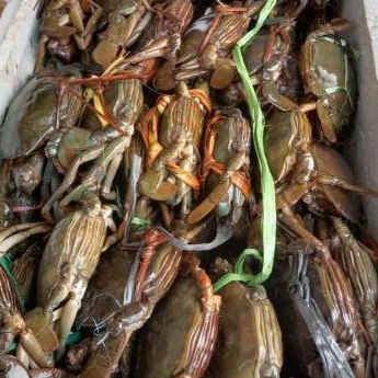 

kepiting telur , mati fresh ,frozen/beku