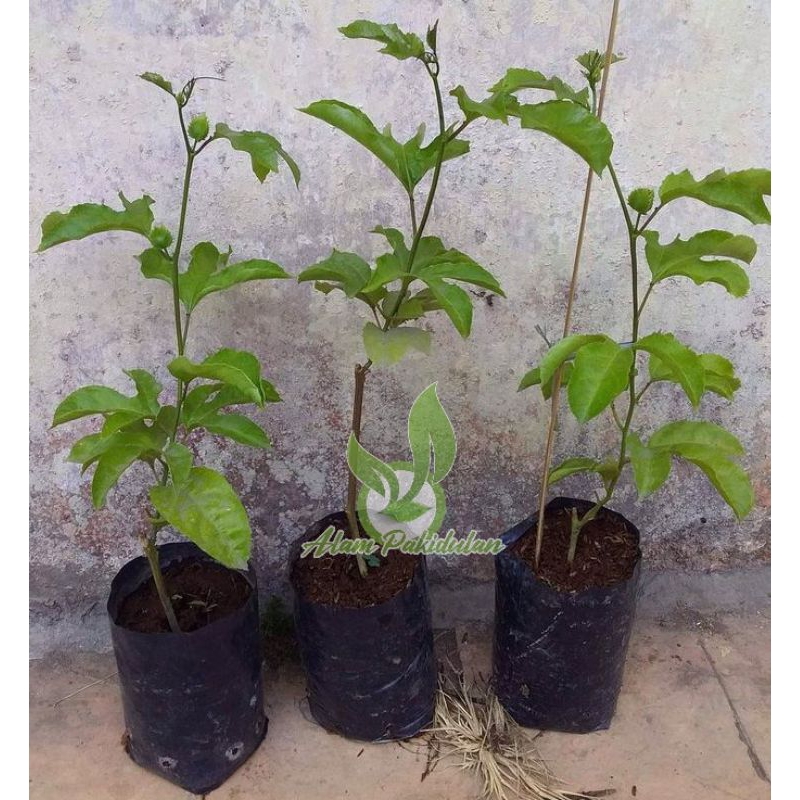 Bibit Markisa Orange 3 PCS / Bibit Buah Markisa Kuning