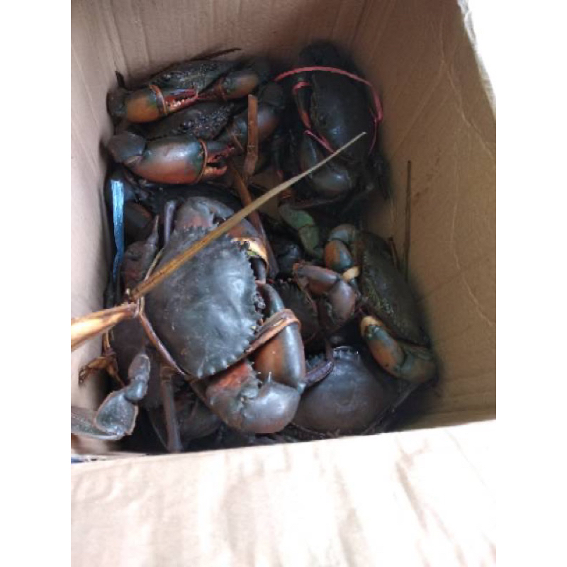 

Kepting Fresh Hidup Betina Telor
