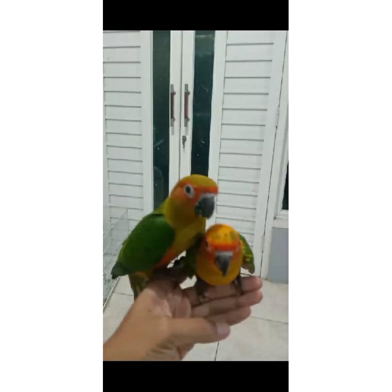 diki parrot sunconure