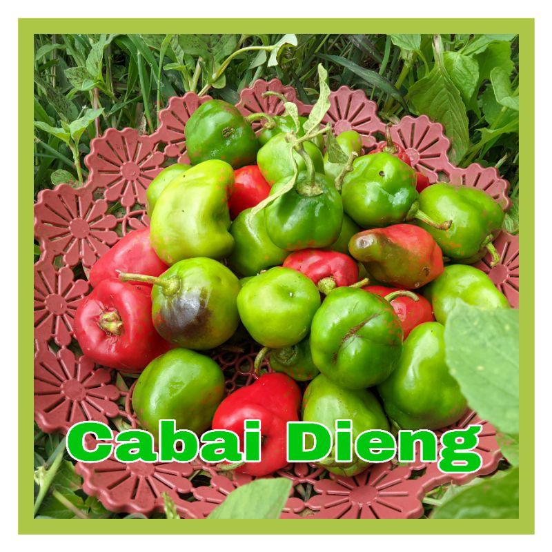 

CABAI GENDOT / CABAI DIENG 0,5KG / CABAI / CABAIPEDAS