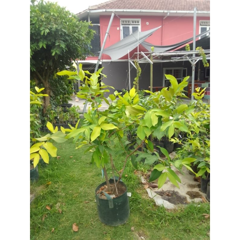 jambu air green giant hasil cangkok