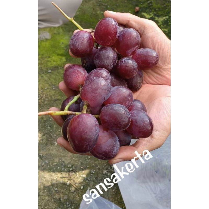 

Entrees anggur import sanskerta