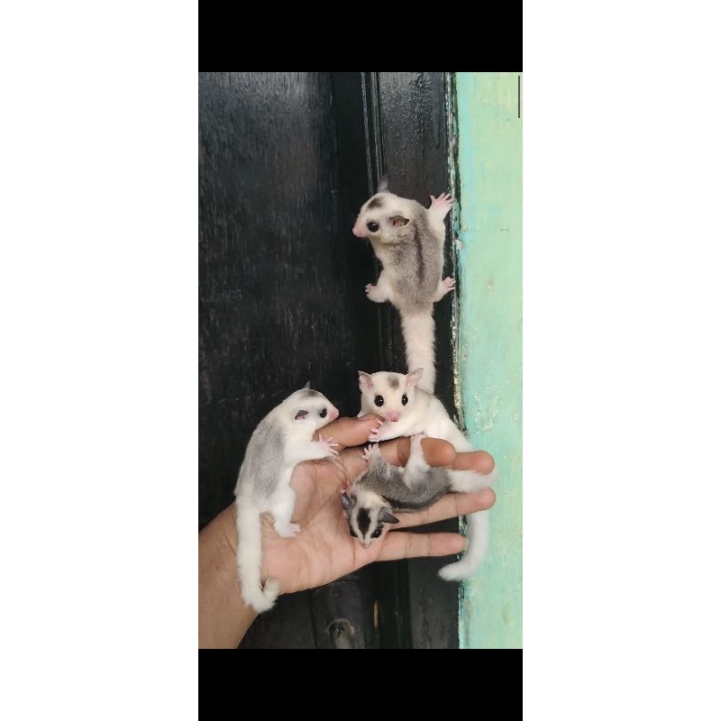 SUGAR GLIDER MOZAIK  MOZA SG MURAH