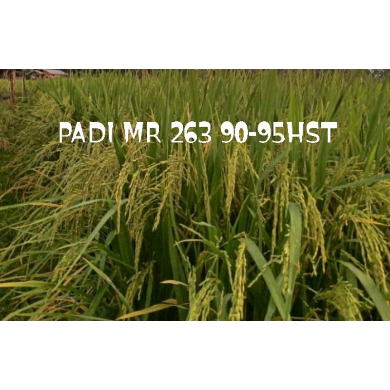 PADI MR 263 90-95HST