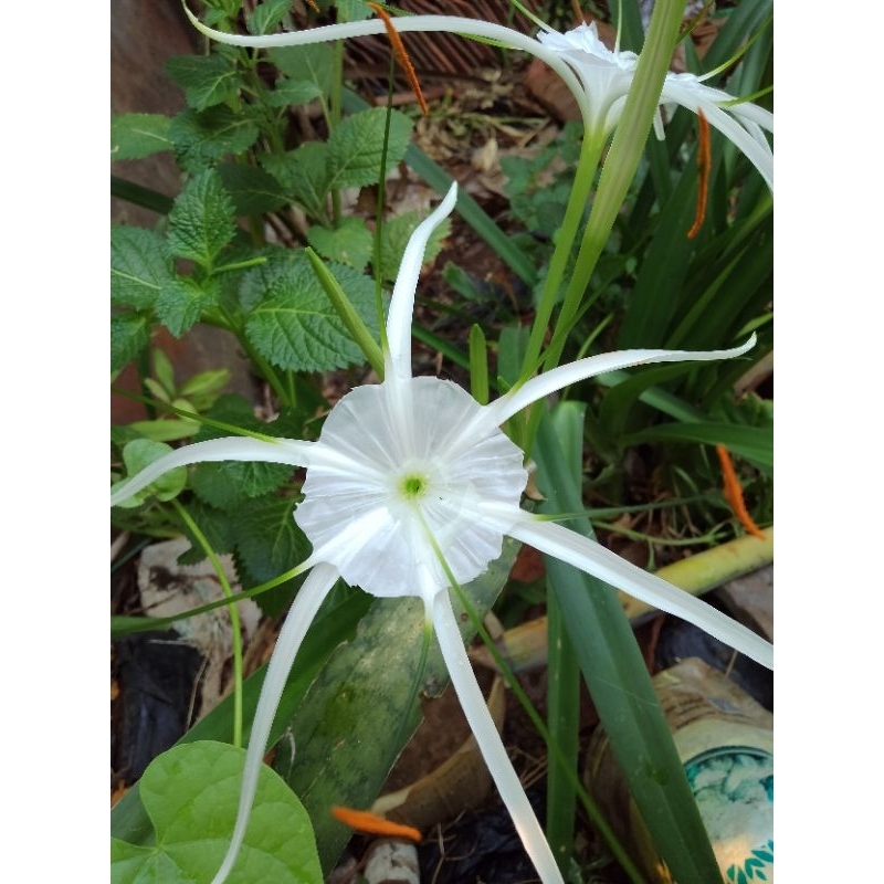 UMBI BUNGA BAKUNG SPYDER / BUNGA BAKUNG PUTIH SPIDER