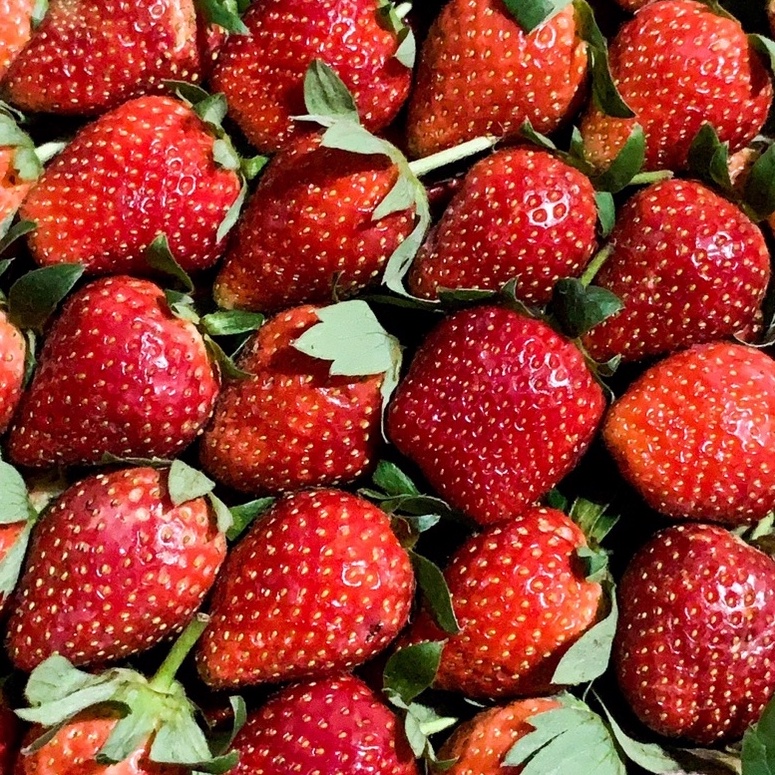 

Kode JOB074 STRAWBERRY 1 KG | BUAH STRAWBERRY | STRAWBERRY FRESH | (KHUSUS SAMEDAY DAN INSTAN)