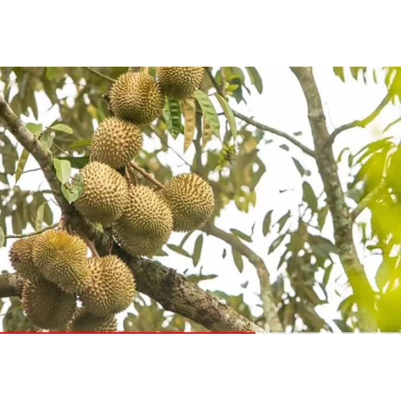 

Durian lokal super