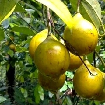 

pala segar fresh 1kg