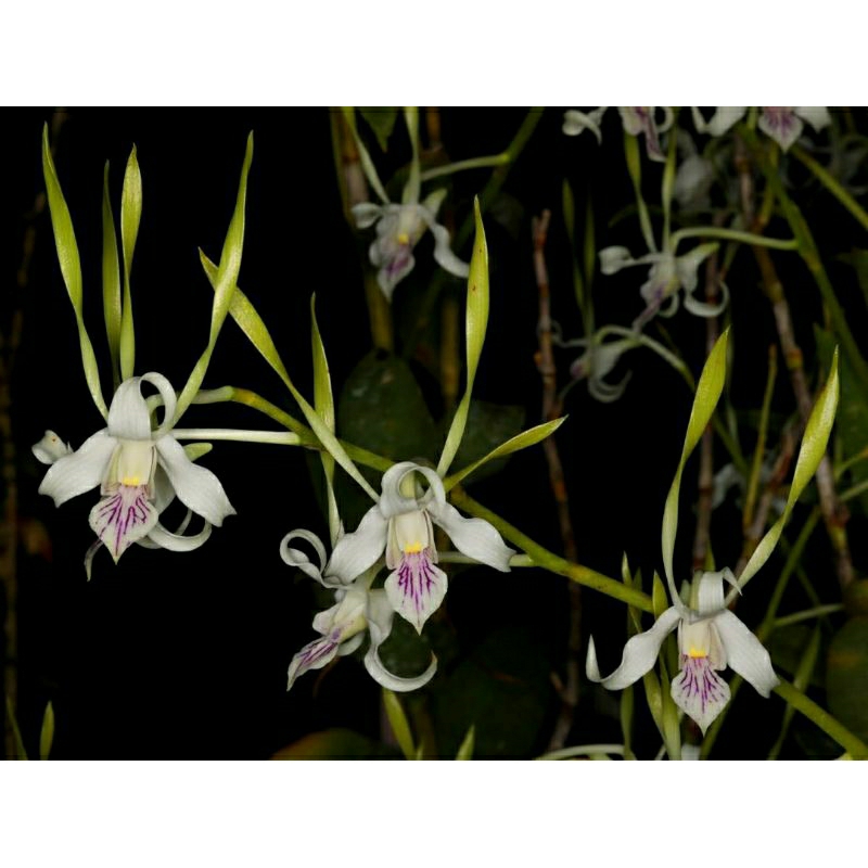 Dendrobium Antennatum Remaja