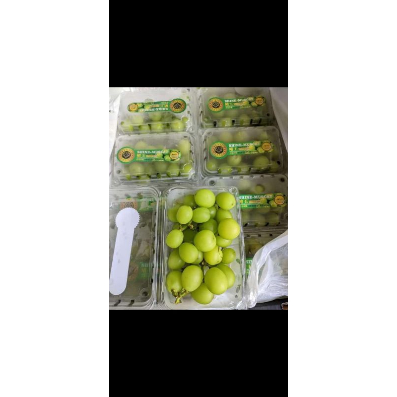 

anggur shine muscat