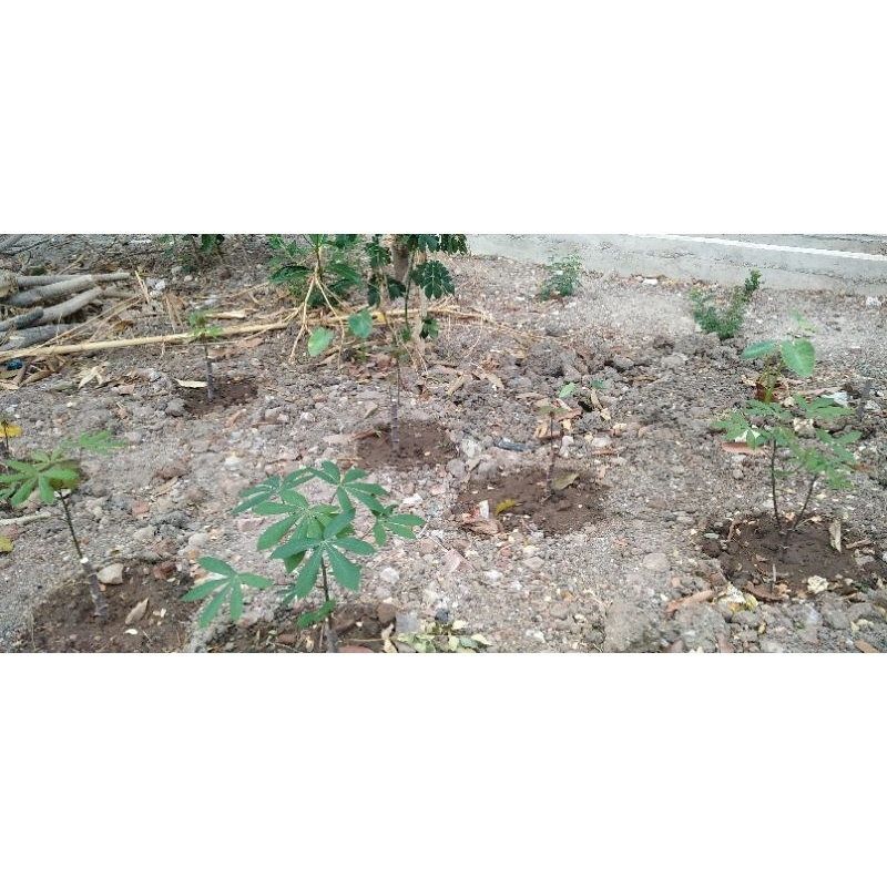 

bibit singkong
