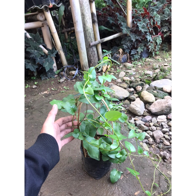 bibit tanaman binahong hijau | binahong hijau