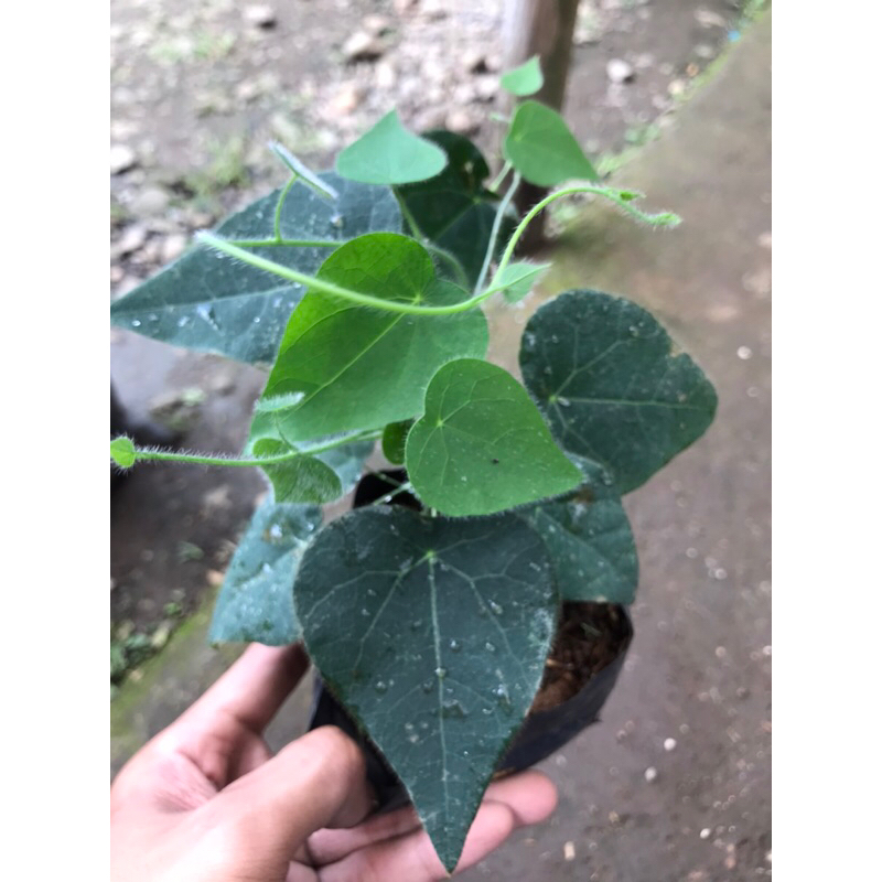 bibit cincau bulu | cincau bulu