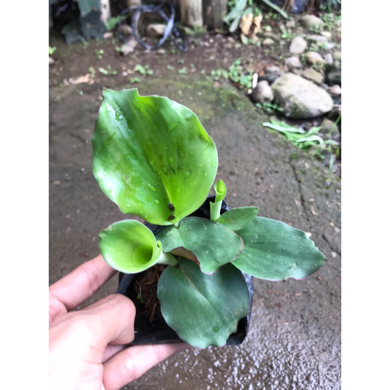 bibit tanaman kencur | kencur