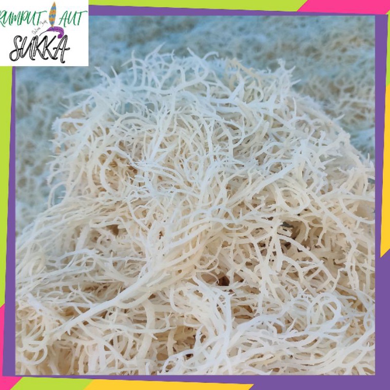 

[❉F22/] Rumput laut 1kg kering normal Buy Again