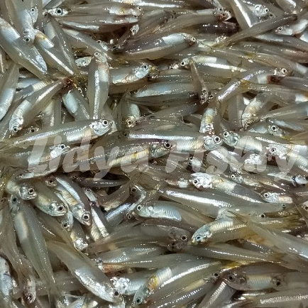 

Ikan Teri Segar Ikan Teri Utuh Ikan Teri Segar Ikan Teri Gepeng Basah Segar 1Kg